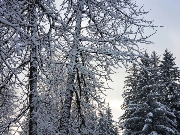 Snö Bomullsträd Skog Sydöstra Alaska Vid Soluppgången Stockbild