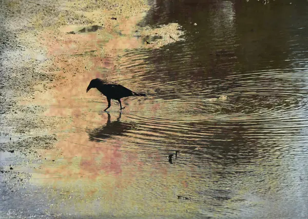 Vrána Kráčí Sama Mělké Vodě Pláži Texturou Přidána Pro Dramatický Stock Snímky