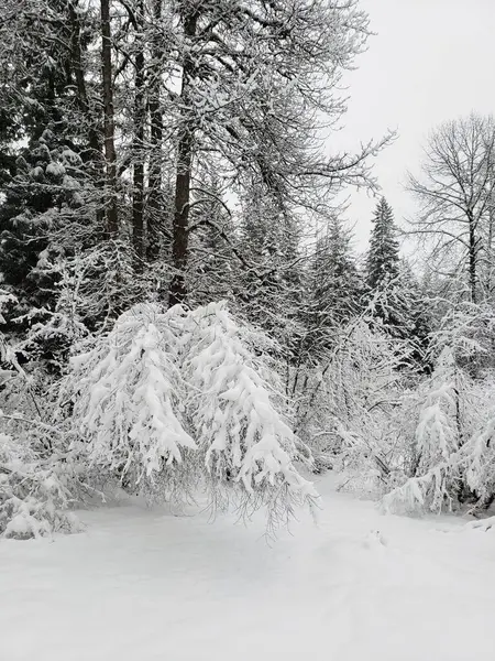 Winter landscape after a snow storm in a yard with trees and bushes.