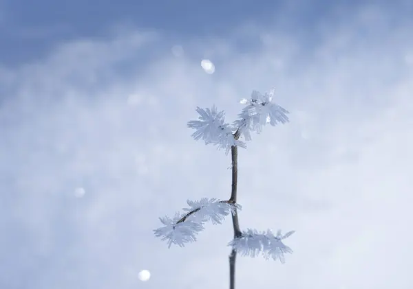 Funkelnder Raureif Auf Einem Ast Winter Nahaufnahme Mit Schnee Hintergrund Stockfoto