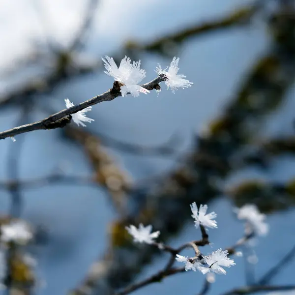 Närbild Hoar Frost Gren Vintern Med Blå Himmel Stockfoto