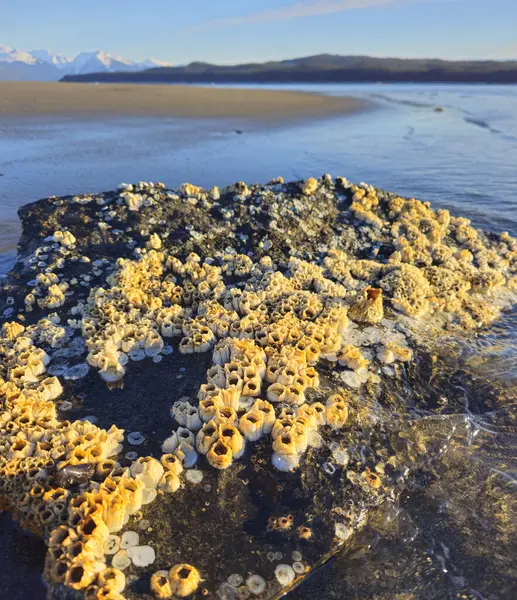 Barnicles Pláži Jihovýchodní Aljašce Při Odlivu Slunečného Dne Royalty Free Stock Obrázky