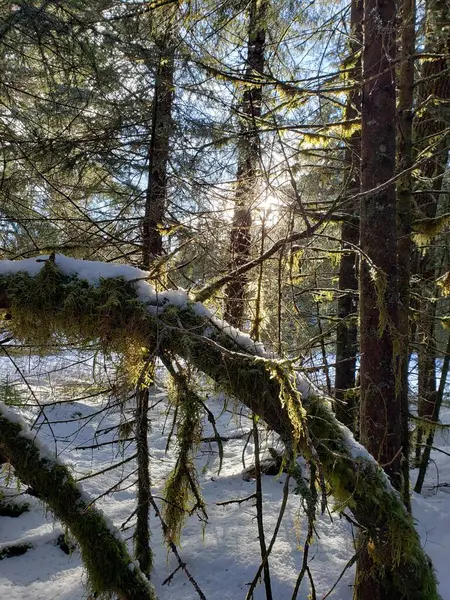 Сонце Лісі Взимку Снігом Зігнутим Деревом Ліцензійні Стокові Фото