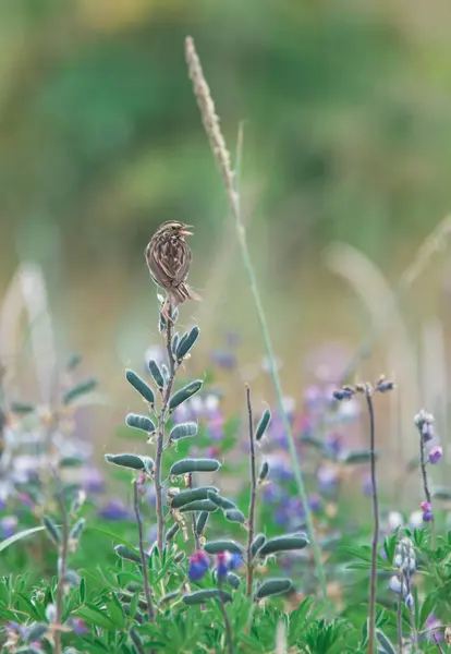 Savannensperling Singt Frühling Auf Einem Lupinenfeld Stockbild