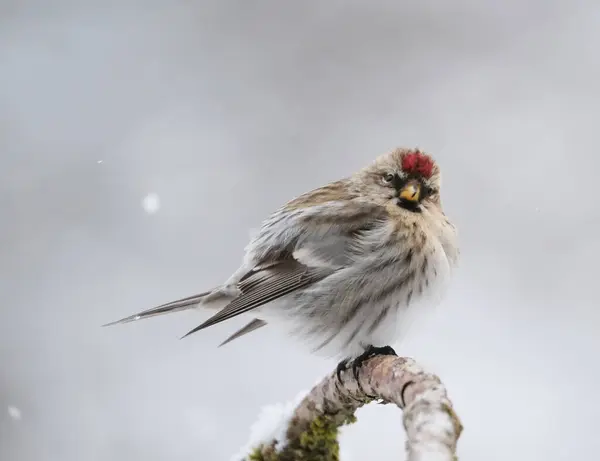 Крупним Планом Пісенний Птах Redpoll Під Час Снігової Бурі Взимку Ліцензійні Стокові Зображення