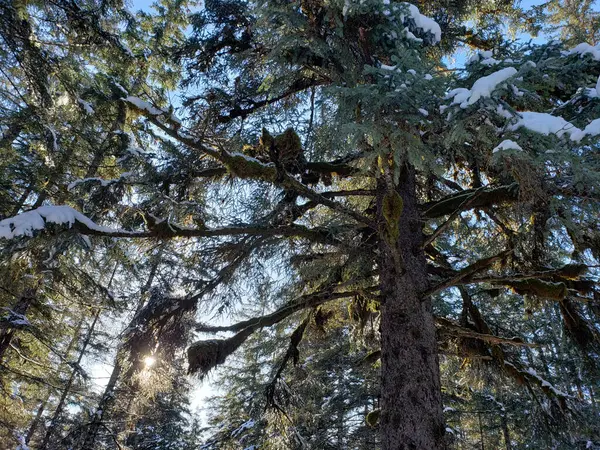 Солнце Светит Сквозь Деревья Лесу Старорастущей Елкой Зимой Юго Востоке Стоковое Изображение