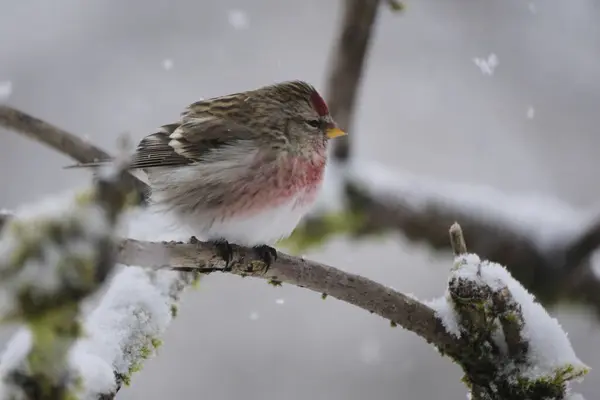 Uccello Canterino Rosso Vicino Ramo Inverno Con Neve Che Cade Fotografia Stock