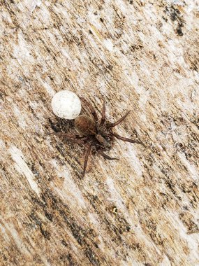 Alaska 'daki büyük kurt örümceği. Tahtada yumurta kesesi var..