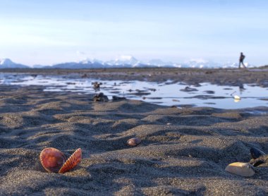 Alaskan sandy beach with a hiker and clam shell with mountains in the background. clipart