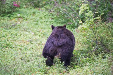 Büyük şişman kahverengi ayı yazın Alaska 'da böğürtlen çalılarıyla yürüyor..
