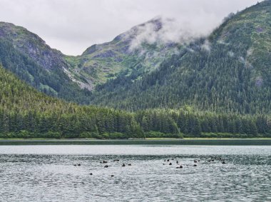 Dundas Körfezi 'nde büyük bir grup su samuru. Güneydoğu Alaska' daki Buzul Körfezi Ulusal Parkı..
