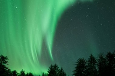 Aurora Borealis dereleri Alaska 'daki ladin ağaçlarının üzerinde kuzey ışıkları.