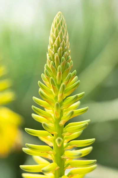 Close Aloe Vera Planta Suculenta Flor Amarela — Fotografia de Stock