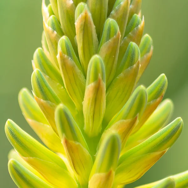 Close Aloe Vera Succulent Plant Yellow Flower — Stock fotografie