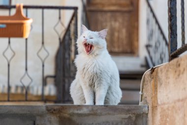 A picture of a white Turkish Angora cat yawning atop some stairs.