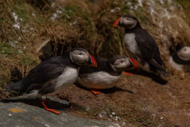 Oslo Doğal Tarih Müzesi 'nde Atlantik Martıları' nın bir resmi..