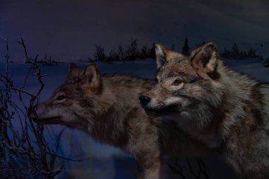 Oslo Doğal Tarih Müzesi 'ndeki Gri Kurtlar' ın bir resmi..