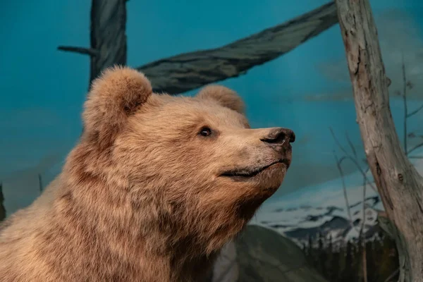 Oslo Doğal Tarih Müzesi 'nde bir Boz Ayı resmi..