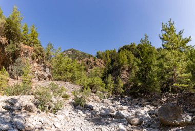 Klasik Samaria Gorge manzarasının bir resmi, yerde kayalar ve etrafındaki ağaçlar ve dağlarla.