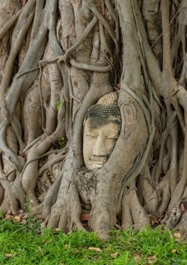 Wat Mahathat Tapınağı 'ndaki Bodhi ağaç kökleriyle ünlü Buda' nın resmi..