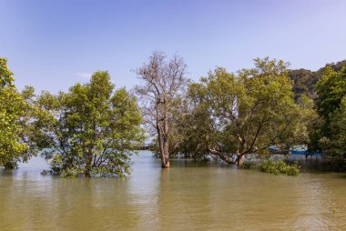 Railay Sahili 'nin doğusunda sular altında kalmış birden fazla ağacın resmi..