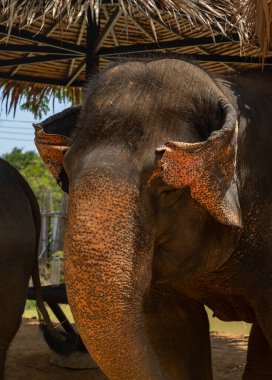 Fil Ormanı Sığınağı Phuket 'te bir Asya filinin resmi..