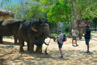 Fil Ormanı Sığınağı Phuket 'te Asya fillerinin bir resmi..