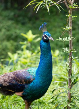 KL Kuş Parkı 'ndaki yeşilliğin etrafındaki bir Tavuskuşu' nun yakın plan fotoğrafı..