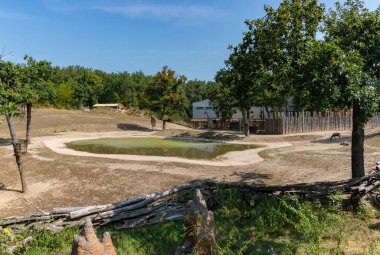 Brno Hayvanat Bahçesi 'ndeki zürafanın resmi..