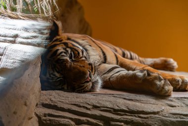 Sumatra Kaplanı 'nın resmi..