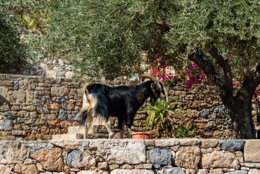 Rodos 'ta bir keçi resmi.