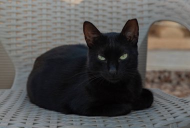 Sandalyede dinlenen siyah bir kedi resmi..
