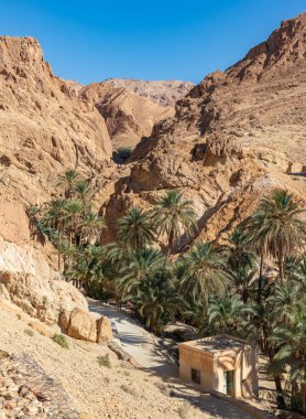 Tunus 'taki Chebika Vahası' nın bir resmi..