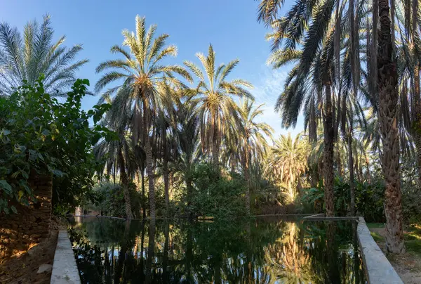 Tunus 'un Dguache kasabasındaki bir hurma ağacı çiftliğinin resmi..