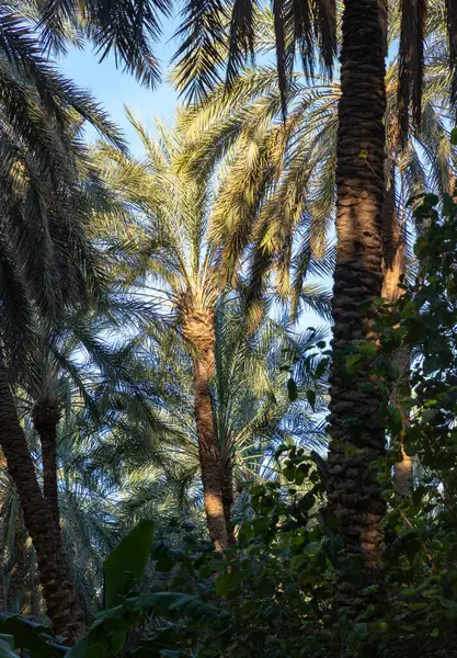 Tunus 'un Dguache kasabasındaki bir hurma ağacı çiftliğinin resmi..