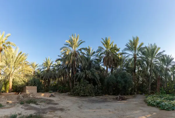Tunus 'un Dguache kasabasındaki bir hurma ağacı çiftliğinin resmi..