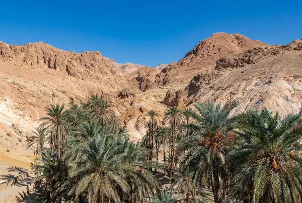 Tunus 'taki Chebika Vahası' nın bir resmi..