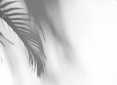 Tropikal yapraklar, ürün sunumu, arkaplan ve maketi, yaz mevsimi konseptini kaplamak için beyaz doku arka planına doğal gölgeler bırakır