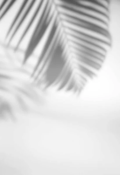 製品のプレゼンテーション 背景とモックアップ上のオーバーレイのための白いテクスチャの背景垂直スタイルに熱帯の葉の自然な影オーバーレイ — ストック写真