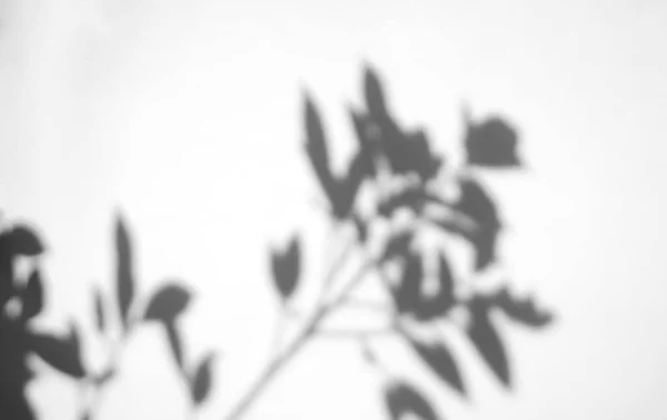 Blätter Natürliche Schatten Overlay Auf Weißem Textur Hintergrund Für Overlay — Stockfoto