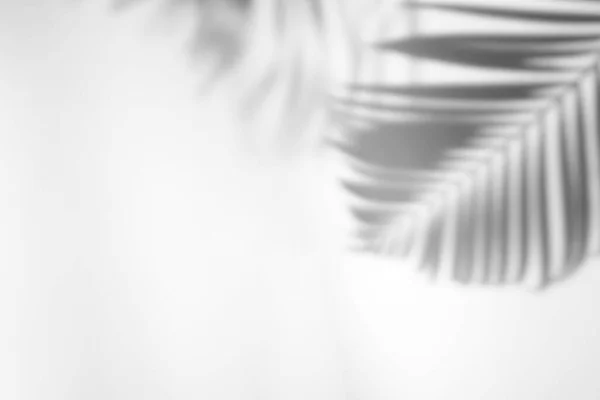 製品プレゼンテーション 背景とモックアップ 夏の季節のコンセプト上のオーバーレイのための白いテクスチャの背景に熱帯の葉の自然の影オーバーレイ — ストック写真
