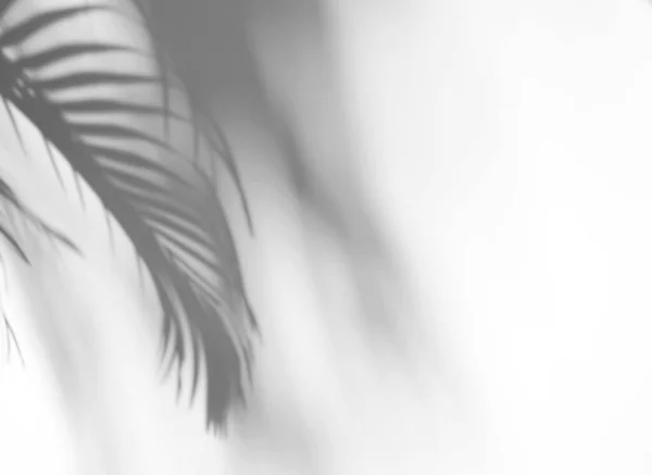 製品プレゼンテーション 背景とモックアップ 夏の季節のコンセプト上のオーバーレイのための白いテクスチャの背景に熱帯の葉の自然の影オーバーレイ — ストック写真