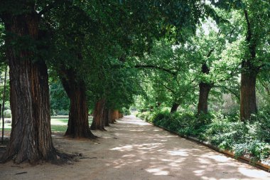 Ağaçların oluşturduğu, yemyeşil yapraklar ve güneş ışığıyla kaplı bir toprak yol huzurlu bir atmosfer yaratıyor.