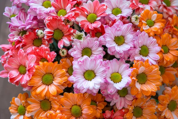 stock image closeup view of beautiful flowers