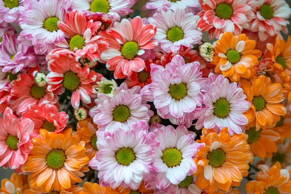 stock image closeup view of beautiful flowers