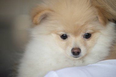 Güzel Pomeranya köpeğinin yakın plan çekimi.
