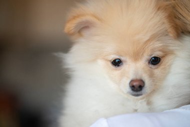 Güzel Pomeranya köpeğinin yakın plan çekimi.