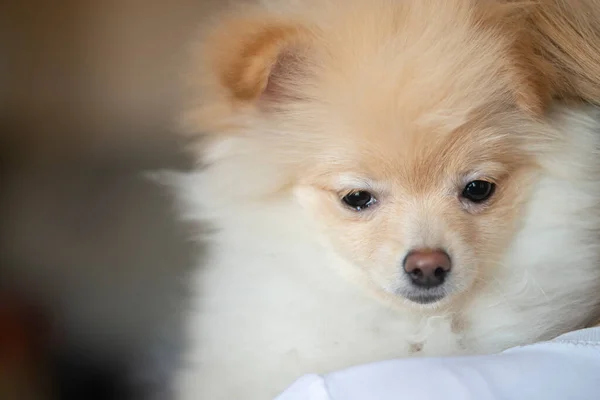 Κοντινό Πλάνο Του Όμορφου Σκύλου Pomeranian — Φωτογραφία Αρχείου