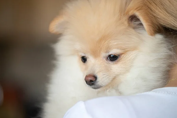 Κοντινό Πλάνο Του Όμορφου Σκύλου Pomeranian — Φωτογραφία Αρχείου