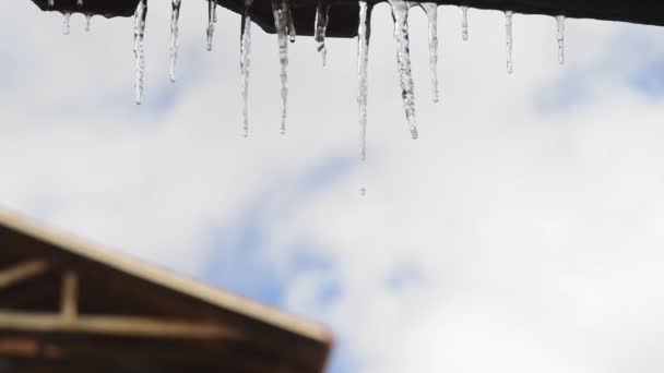 First Day Spring Icicles Already Melting — 비디오